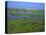 Blakeney Point, Norfolk, England, United Kingdom, Europe-Jean Brooks-Premier Image Canvas