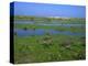 Blakeney Point, Norfolk, England, United Kingdom, Europe-Jean Brooks-Premier Image Canvas