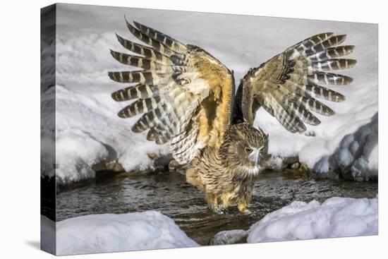 Blakiston's fish owl, Hokkaido, Japan-Art Wolfe Wolfe-Premier Image Canvas