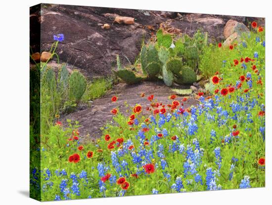Blanket flowers and bluebonnets. Texas Hill Country, north of Buchanan Dam-Sylvia Gulin-Premier Image Canvas