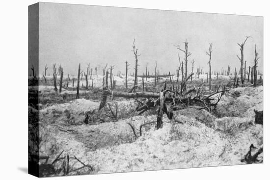 Blasted Tree Stumps, Mesnil, Champagne, France, World War I, 1915-null-Premier Image Canvas