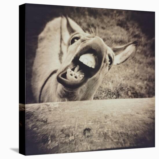 Bleating  Goat-Theo Westenberger-Premier Image Canvas