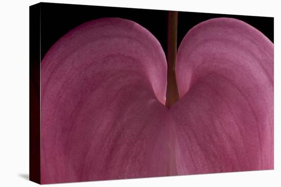 Bleeding heart detail Lamprocapnos spectabilis-Charles Bowman-Premier Image Canvas