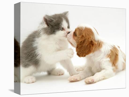 Blenheim Cavalier King Charles Spaniel Puppy Meets Blue Bicolour Kitten-Jane Burton-Premier Image Canvas