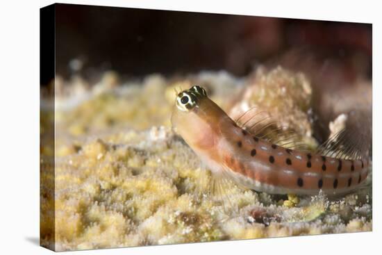 Blenny (Ecsenius Sp.), Queensland, Australia, Pacific-Louise Murray-Premier Image Canvas