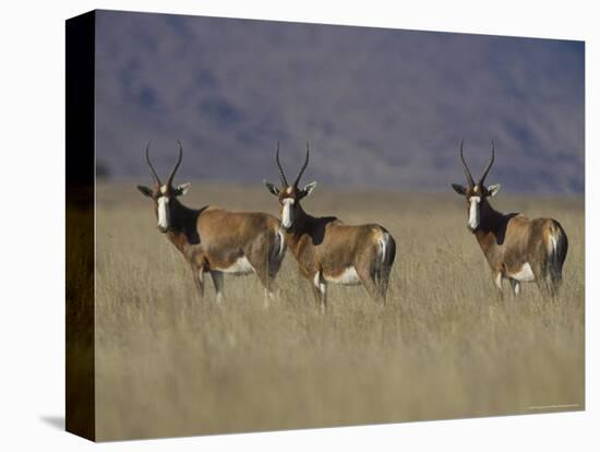 Blesbok, Damaliscus Dorcas Phillipsi, Mountain Zebra National Park, South Africa, Africa-Steve & Ann Toon-Premier Image Canvas