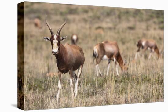 Blesbok (Damaliscus Dorcas Phillipsi), Mountain Zebra National Park, South Africa, Africa-Ann & Steve Toon-Premier Image Canvas