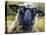 Bless Ewe-CR Townsend-Stretched Canvas