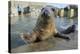 Blind Adult Male Grey Seal (Halichoerus Grypus) 'Marlin' Waving a Flipper-Nick Upton-Premier Image Canvas