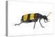 Blister Beetle (Hycleus Scabratus) Profile, Oman-Javier Aznar-Premier Image Canvas