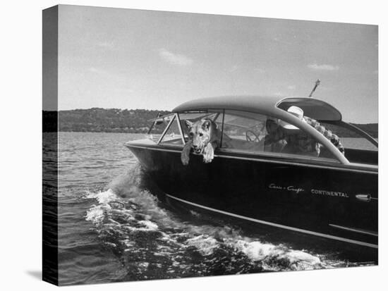 Blondie, the Pet Lion, Fascinated by the Water as She Takes Her First Ride in Chris Craft Motorboat-Joe Scherschel-Premier Image Canvas