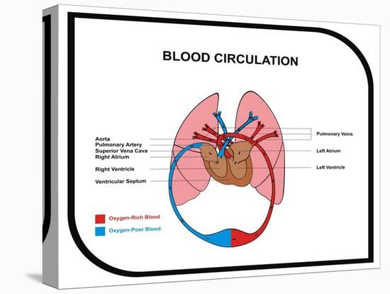 Blood Circulation (Human Body)-udaix-Stretched Canvas