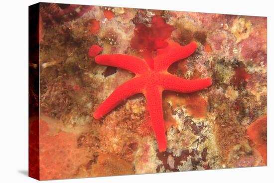 Blood Sea Star, Saint Lazerius Island, Sitka, Alaska, USA-Stuart Westmorland-Premier Image Canvas