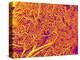 Blood Vessel Cast from Rat Pancreas-Micro Discovery-Premier Image Canvas