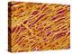 Blood Vessel Cast in Heart of a Rat-Micro Discovery-Premier Image Canvas