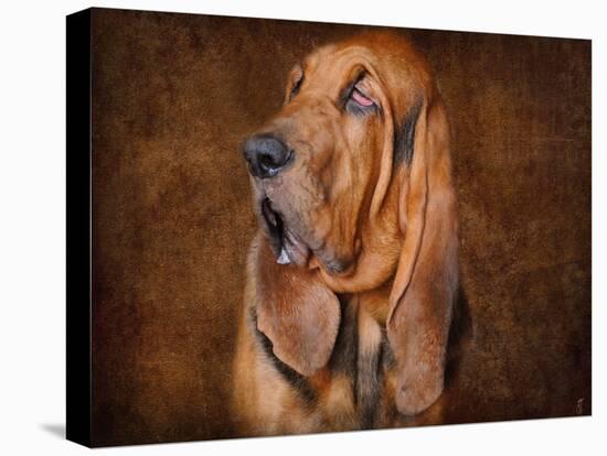 Bloodhound Portrait-Jai Johnson-Premier Image Canvas