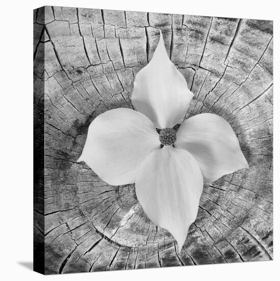 Bloom I-Kathy Mahan-Premier Image Canvas