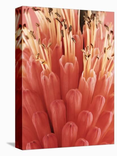 Blooming Allium-null-Premier Image Canvas