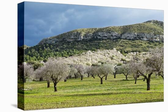 Blooming Almond Trees-Norbert Schaefer-Premier Image Canvas