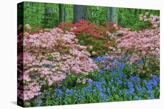 Blooming Azaleas and Bluebell Flowers, Winterthur Gardens, Delaware, USA-null-Premier Image Canvas