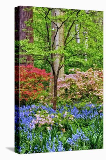 Blooming Azaleas and Bluebell Flowers, Winterthur Gardens, Delaware, USA-null-Premier Image Canvas