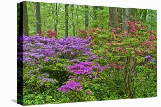 Blooming Azaleas in Forest, Winterthur Gardens, Delaware, USA-null-Premier Image Canvas