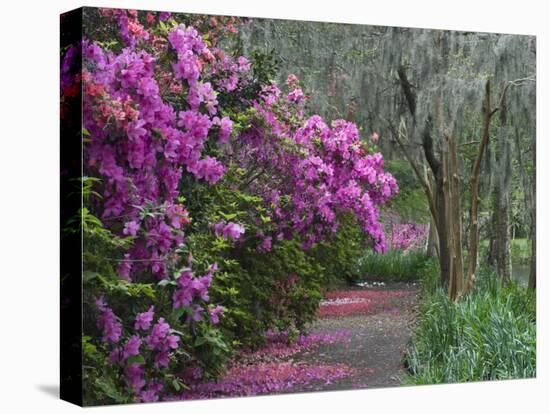 Blooming Azaleas on Middleton Plantation, South Carolina, USA-Nancy Rotenberg-Premier Image Canvas