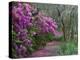 Blooming Azaleas on Middleton Plantation, South Carolina, USA-Nancy Rotenberg-Premier Image Canvas