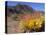 Blooming Barrel Cactus at Anza-Borrego Desert State Park, California, USA-Kymri Wilt-Premier Image Canvas