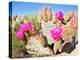 Blooming Beavertail Cactus in Mojave Desert.-Anton Foltin-Premier Image Canvas