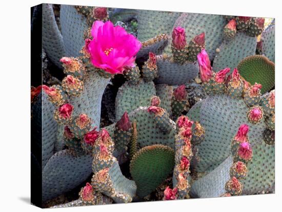 Blooming Beavertail Cactus, Joshua Tree National Park, California, USA-Janell Davidson-Premier Image Canvas