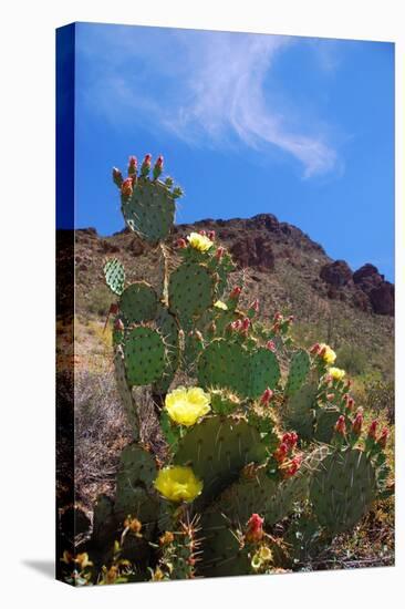 Blooming Cactus in Arizona Desert Mountains-Anna Miller-Premier Image Canvas