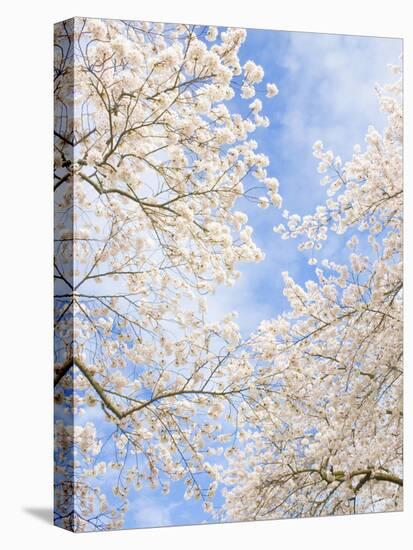 Blooming Cherry Trees in the Quad on the University of Washington Campus in Seattle, Washington.-Ethan Welty-Premier Image Canvas