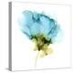 Blooming Cyan II-Jennifer Goldberger-Stretched Canvas