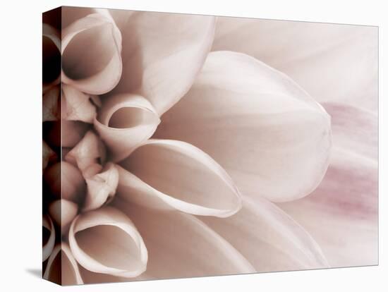 Blooming Dahlia Flower-null-Premier Image Canvas