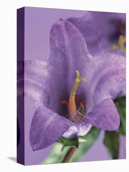 Blooming Delphinium-null-Premier Image Canvas