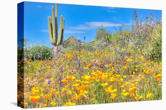 Blooming Desert-Anton Foltin-Premier Image Canvas