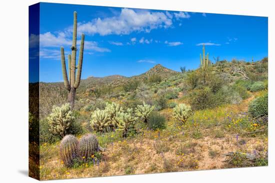 Blooming Desert-Anton Foltin-Premier Image Canvas