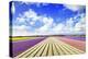 Blooming Fields of Flowers in Holland-Maugli-l-Premier Image Canvas