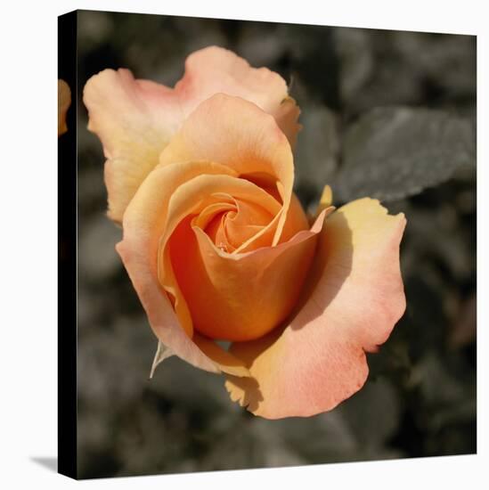 Blooming Flowers 5670-Rica Belna-Premier Image Canvas