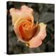 Blooming Flowers 5670-Rica Belna-Premier Image Canvas