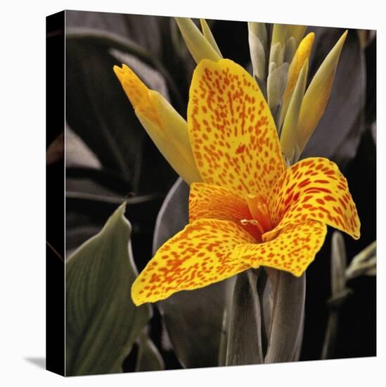 Blooming Flowers 5673-Rica Belna-Premier Image Canvas