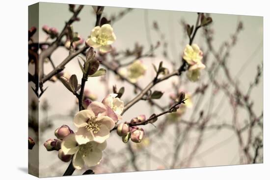 Blooming Flowers 5742-Rica Belna-Premier Image Canvas