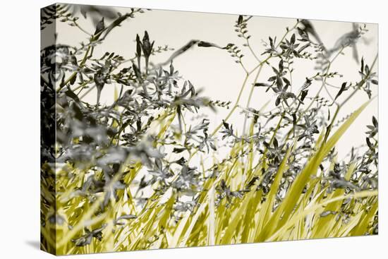 Blooming Grass 4477-Rica Belna-Premier Image Canvas