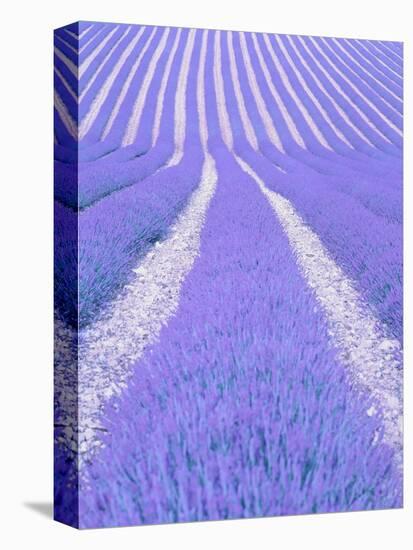 Blooming lavender in lines-Herbert Kehrer-Premier Image Canvas