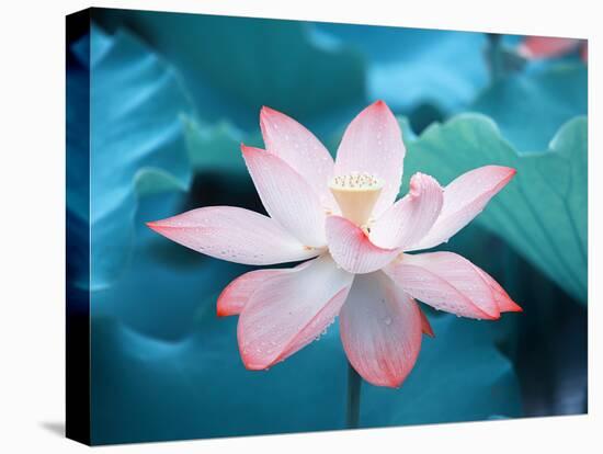 Blooming Lotus Flower-kenny001-Premier Image Canvas