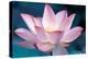 Blooming Lotus Flower-kenny001-Premier Image Canvas