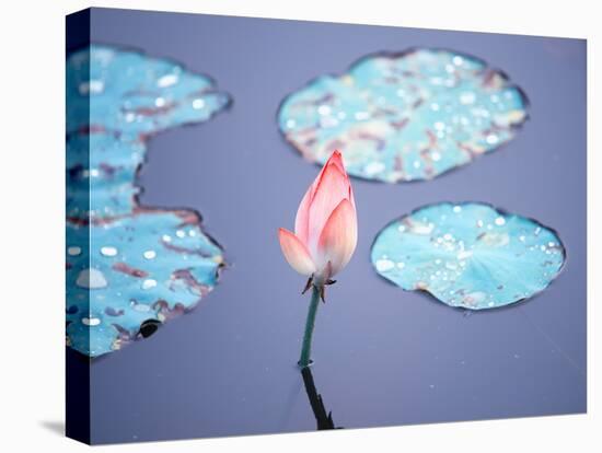 Blooming Lotus Flower-kenny001-Premier Image Canvas