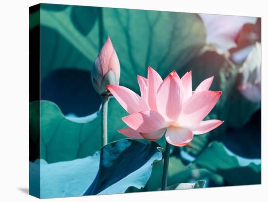 Blooming Lotus Flower-kenny001-Premier Image Canvas