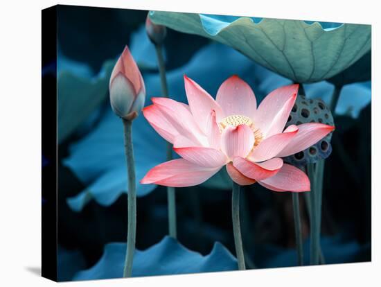 Blooming Lotus Flower-kenny001-Premier Image Canvas
